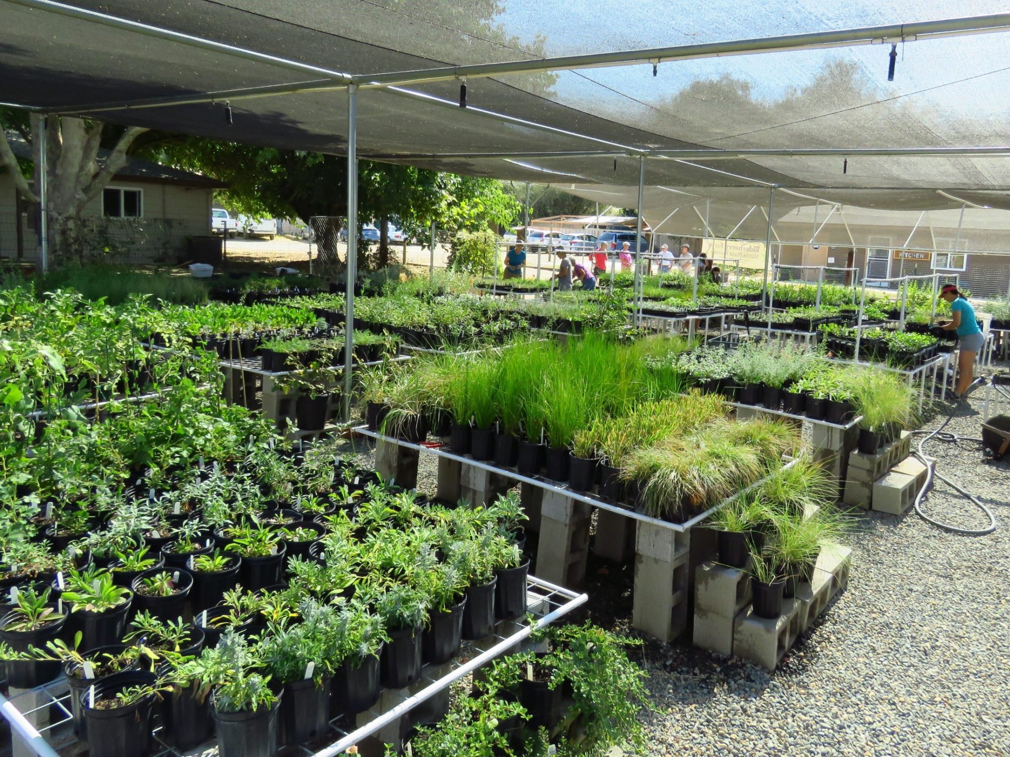 Nursery cnl plant native saved tamalpais mt plants Plant nursery napa ca
